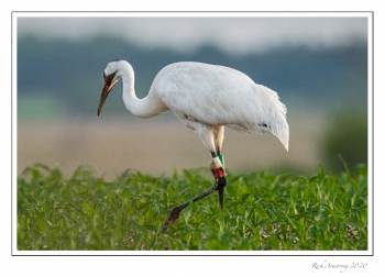 Whooping crane.jpg